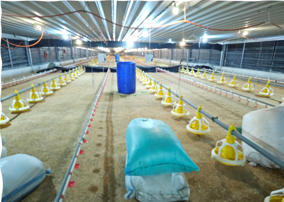 Poultry Vaccination